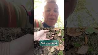 почему #рододендрон чуть не умер