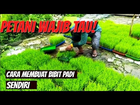  CARA  MEMBUAT  BIBIT PADI SENDIRI   DIJAMIN KAGAK USAH BELI 