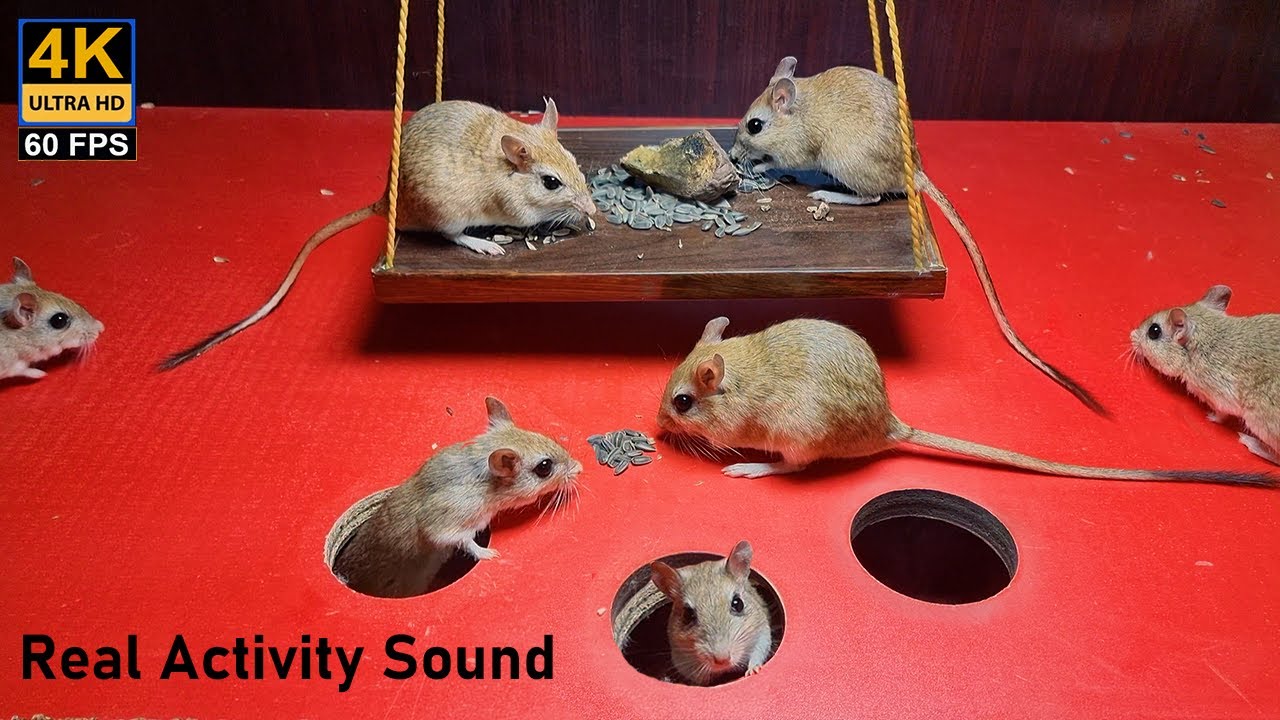 Three Blind Mice English Nursery Rhyme Song for Children with Lyrics - 3 Blind Mice