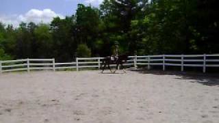 Right trot.avi