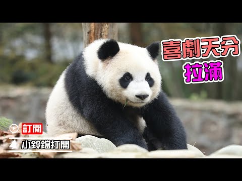 《熊貓Top榜》280期 滾滾的那些搞笑趣事 | iPanda熊貓頻道
