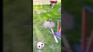 mig og gustav er til kanin spring 🐰🐇