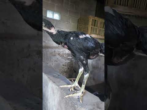 Lulus seleksi, anakan blackbull super brakot