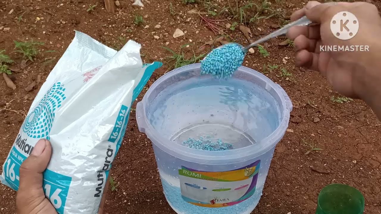 cara menggunakan pupuk npk yang benar, takaran pupuk npk yang benar sistem kocor/siram