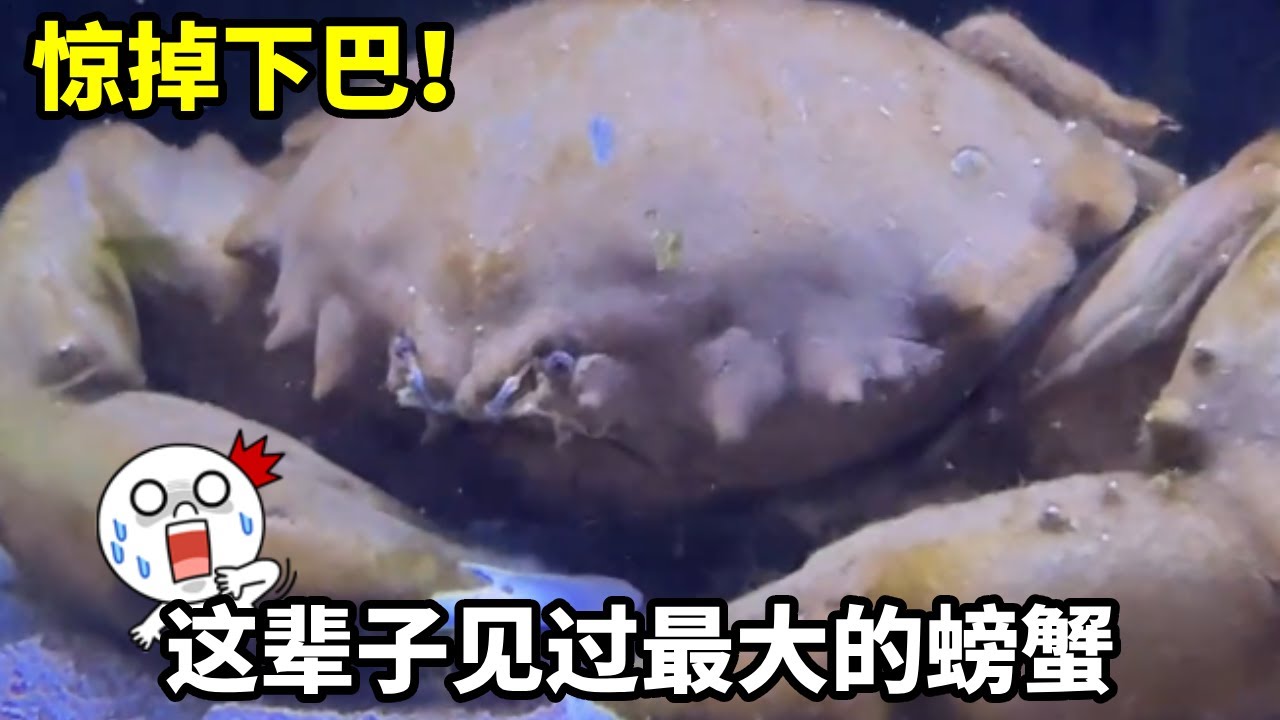这应该是有史以来出现过最离谱的海洋npc！ 
