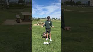 Dog Training in Orange County: Stop Jumping, Teach Calm Greetings