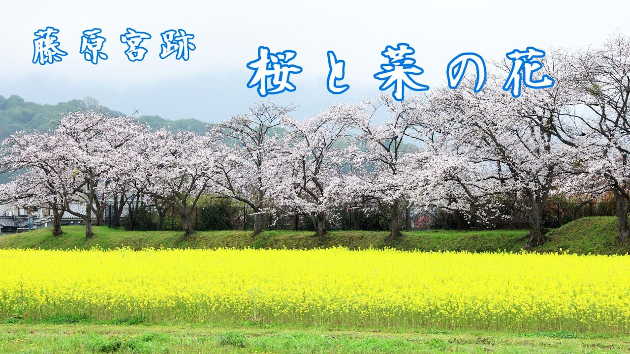 菜の花ページ 藤原宮跡】 桜と菜の花 // Cherry blossoms and rapeseed flowers
