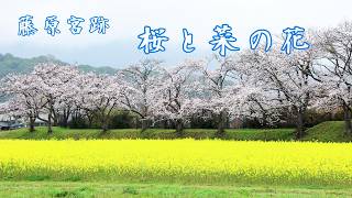 藤原宮跡】 桜と菜の花 // Cherry blossoms and rapeseed flowers