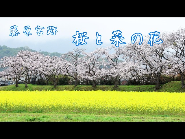 藤原宮跡】 桜と菜の花 // Cherry blossoms and rapeseed flowers