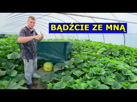 I've Lost My Mind BUT I'M THRILLED. Huge Polytunnel and Giant Pumpkins, Watermelons. Giant Vegeta...