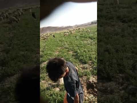 راعي الغنم ابو عدي