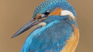 The Bird Kingdom:A Vibrant Display of Nature's Beauty beautiful birds#video#birds#nature#birdsounds