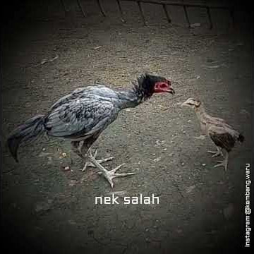 🔴Story WA -Ayam Aduan Keren