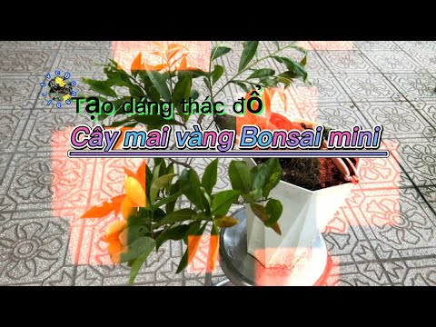 Video cách tạo dáng Bonsai thác đổ cơ bản nhất cho cây mai... - youtube