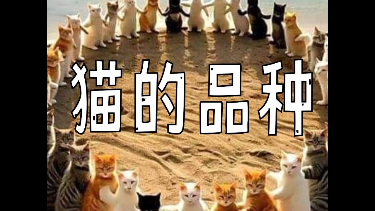 陪娃闲聊】这娃为了养猫已经储备了大量知识- YouTube