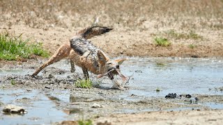Jackal Successfully Hunts Birds In The Kgalagadi