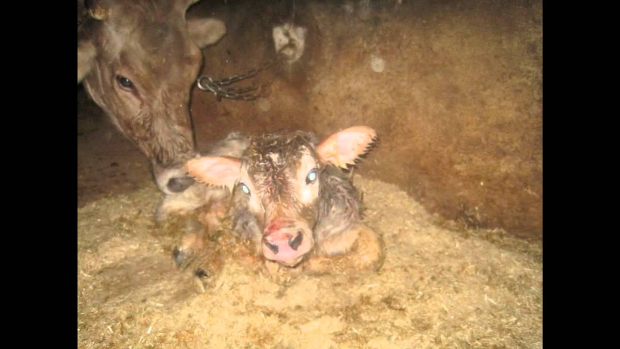 TEPELTEPE KÖYÜ (bağışla beni)