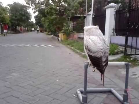 Ff 35m By Rizu Bubo Sumatranus Youtube