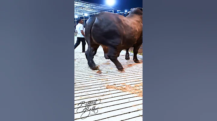 Mighty 1200 kg bull returns to the barn after a display session