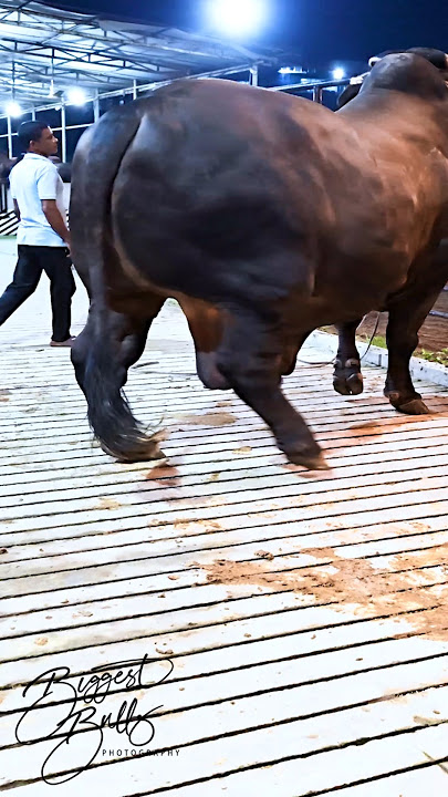 Mighty 1200 kg bull returns to the barn after a display session