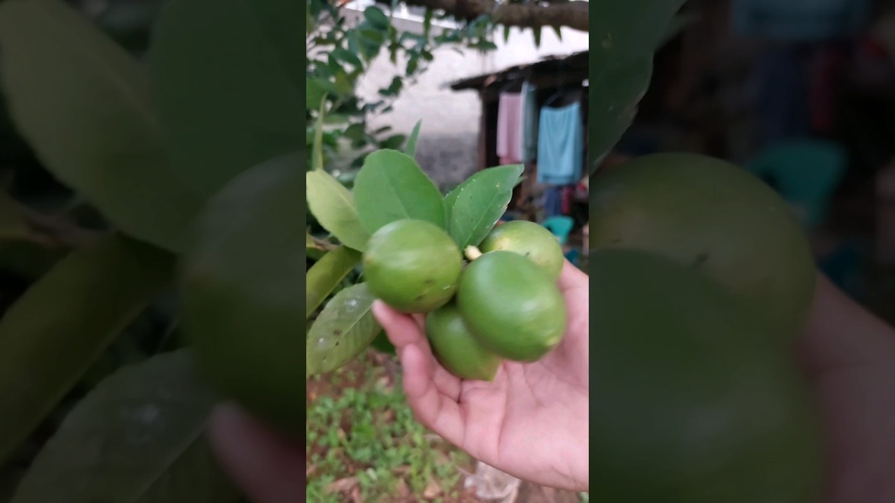 The lemon I want to pick | 