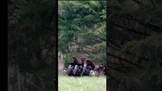 Sojourn week 27 Smoky Mountain Hidden Gem— Cades cove wildlife drive