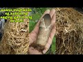 How to grow volvariella/paddy straw mushroom using Rice straw as substrate