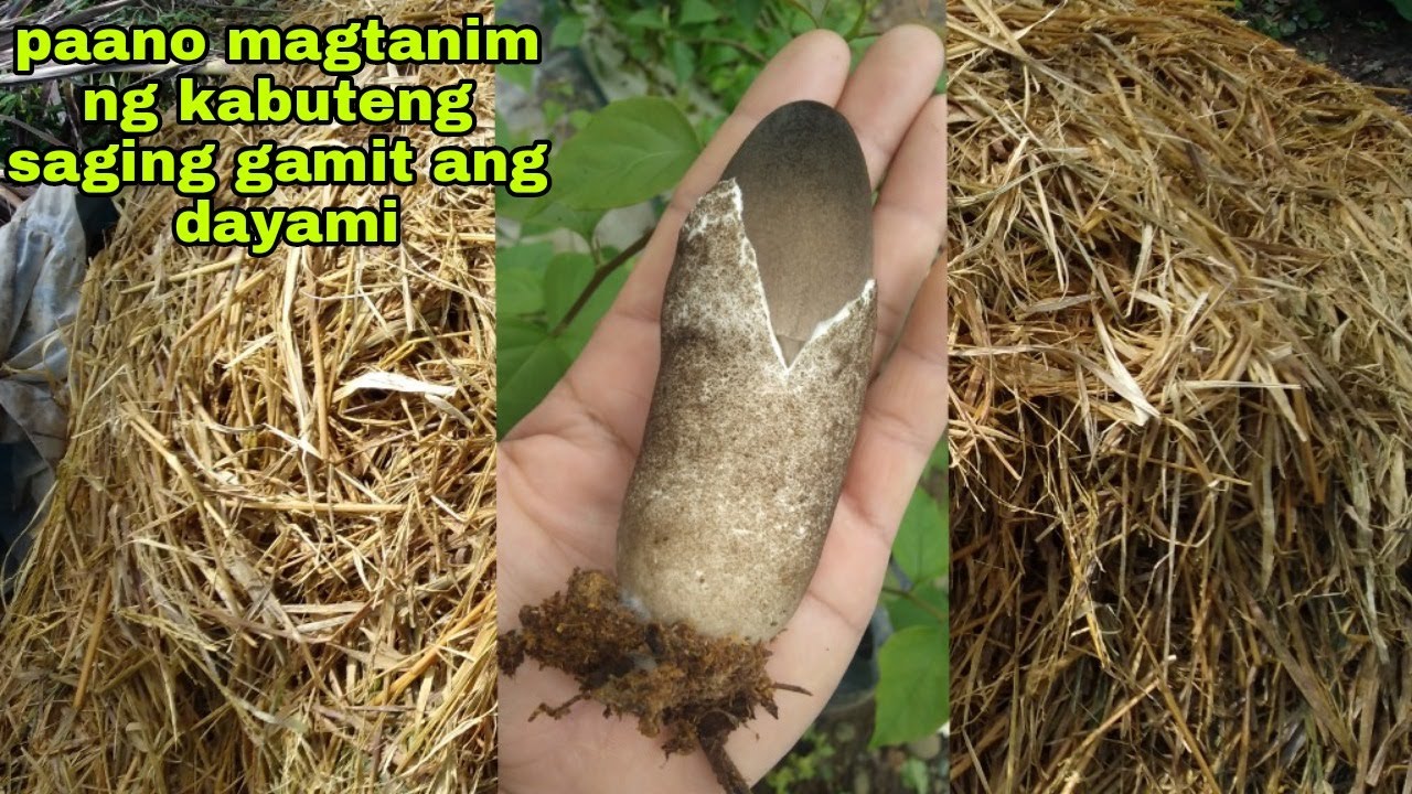How to grow volvariella/paddy straw mushroom using Rice straw as