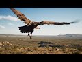 Death from Above #animals  #shortvideo #animals #shorts #shortfeed #usa #usashorts