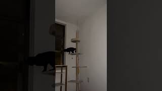 r/FunnyAnimals - Spiderman Deleted Scene