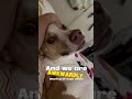 Sa hi to my dog Mia ☺️