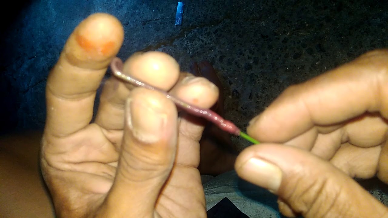 Begini cara memasang umpan cacing untuk Lobster/Udang