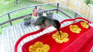 Hummingbird feeder cam May 23 2023