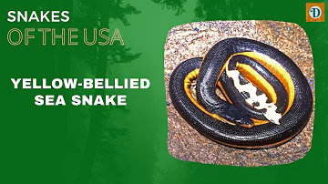 YELLOW BELLIED #sea #snake | Fascinating and Elusive