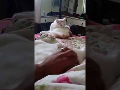 Gato pedindo carinho