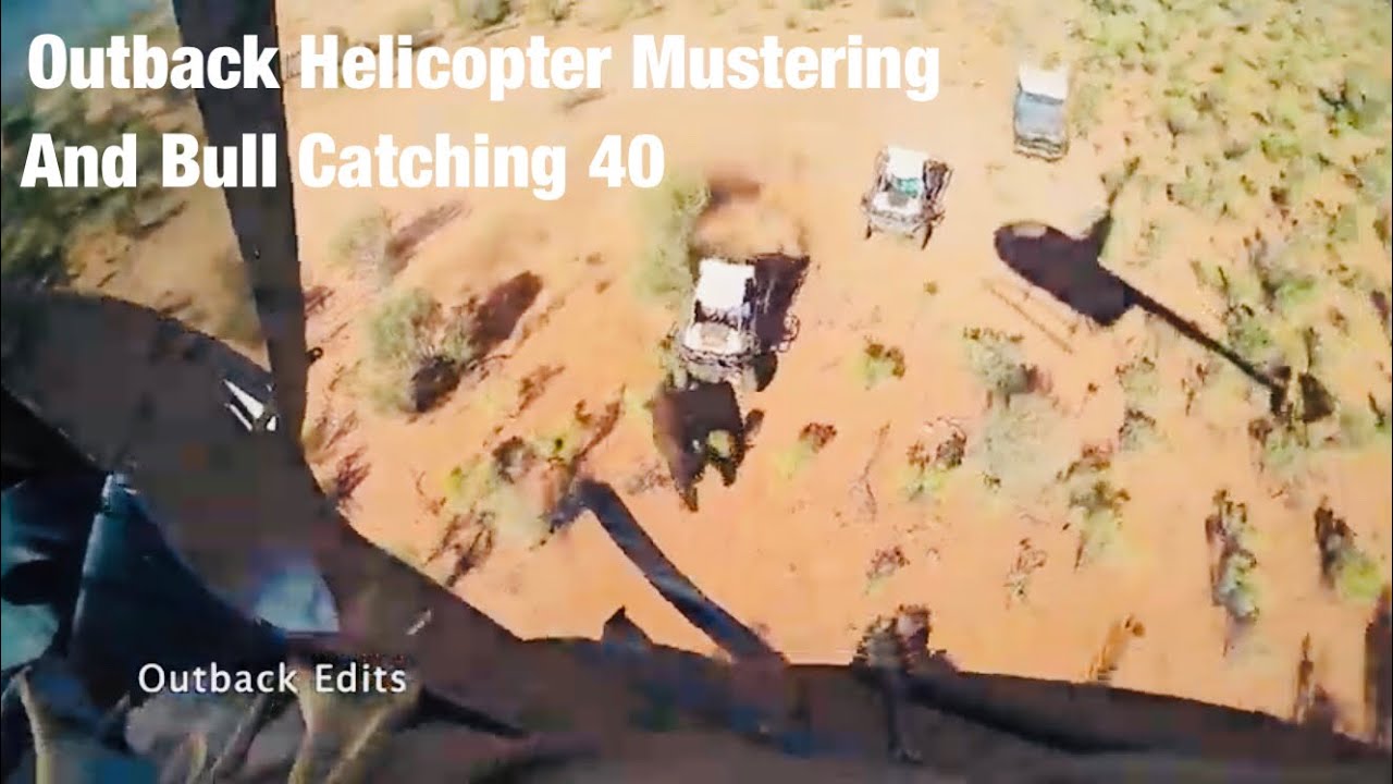 Outback Helicopter Mustering and Bull Catching Northern Territory 40