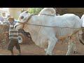 2020- December- Ongole bulls.Nelakurthi Nagaiah Naidu, Gadegudur, Rajupalem mandal, Proddatur,Kadapa