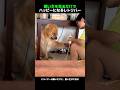 飼い主を見るだけでハッピーになるレトリバー