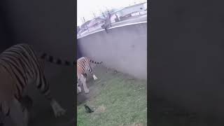 Tiger Attacks The Cats