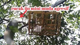 Suara Pertarungan panjang cucak ijo mini muda #mikatcucakijomini