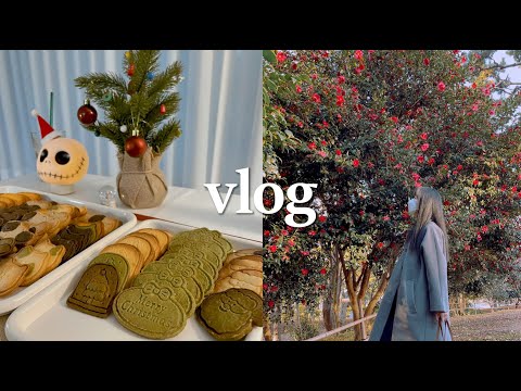 Video: Bright Red Winter Blooms - Winterblühende Weihnachtskamelie