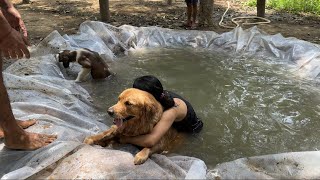 Dog kood gya swimming pool me😳😳