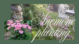 Extend Your Garden's Bloom: Planting Anemones for Fall Color screenshot 3
