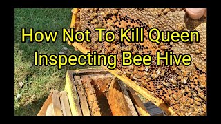 How Not To Kill Queen Inspecting Bee Hive