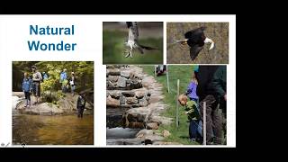 River Herring: Little fish, big impact
