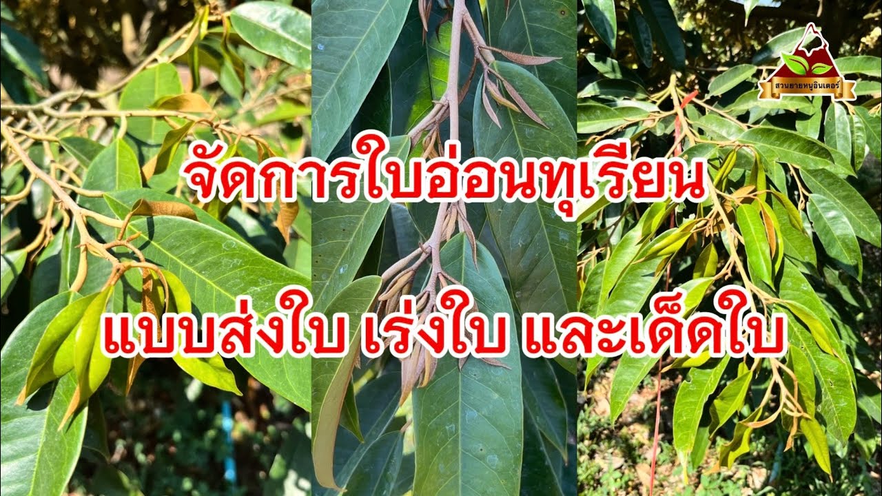 Ep.284 จัดการใบอ่อนทุเรียนแบบส่งใบ เร่งใบกางแก่ และเด็ดใบ