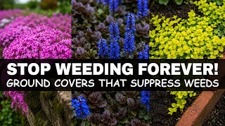 STOP WEEDING FOREVER! 9 Ground Covers That suppress Weeds Instantly 