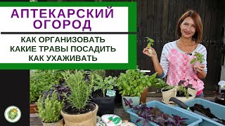 АПТЕКАРСКИЙ САД - какие пряные и лекарственные травы посадить//как ухаживать