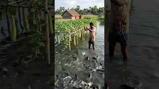 Download Lagu Wow! Amazing Polo Fishing Videos ! Best Big Fish Catching ! Primitive Technique fishing #fish #india MP3