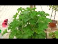 'Unique' Pelargoniums and Harvesting Pelargonium seed